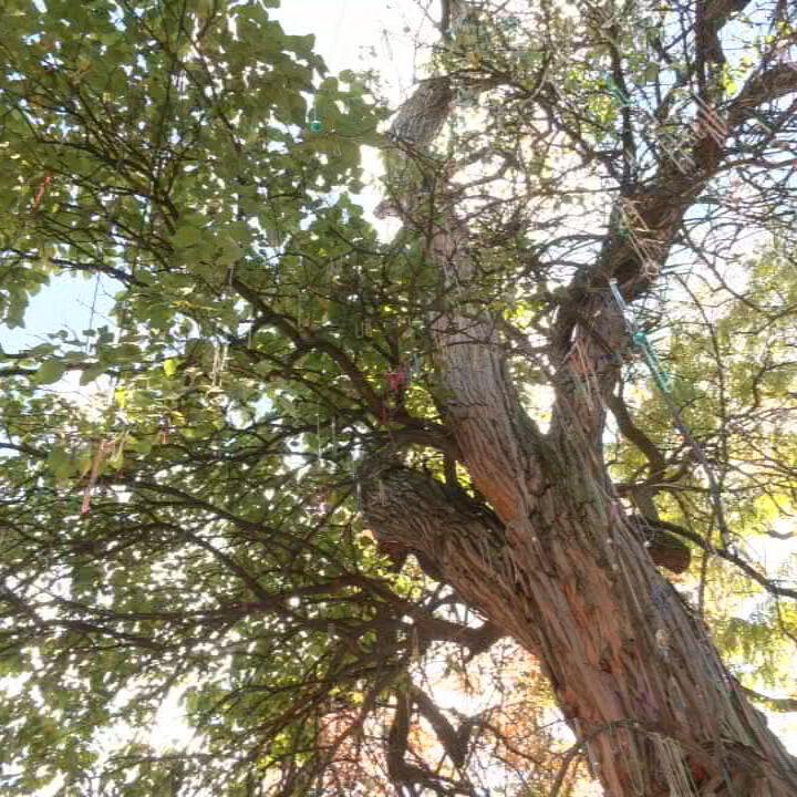 Old Louisville witches tree
